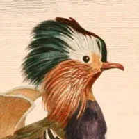 Art of Fauna: Cozy Puzzles